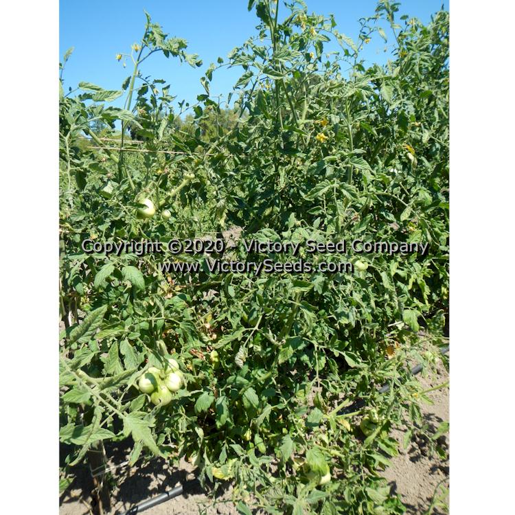 'Anna Dutka Family Heirloom' tomato plant.