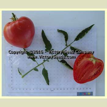 'Anna Maria's Heart' tomatoes.