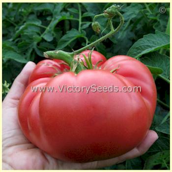 'Anna's Kentucky' tomato. Photo sent in by Ann Gaydos.