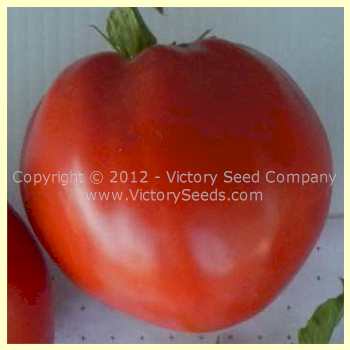 'Ashleigh' tomato.