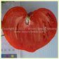 'Ashleigh' tomato can be very heart shaped.