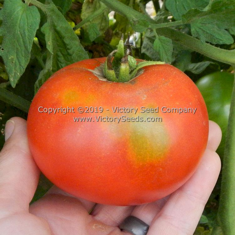 'Atkinson' tomato.