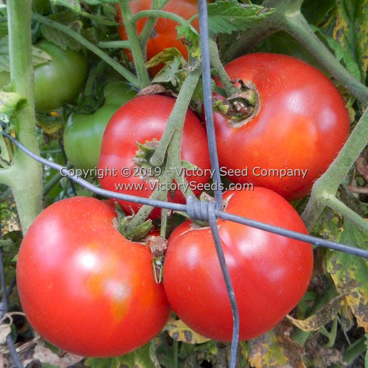 Atkinson Tomato Victory Seeds Victory Seed Company