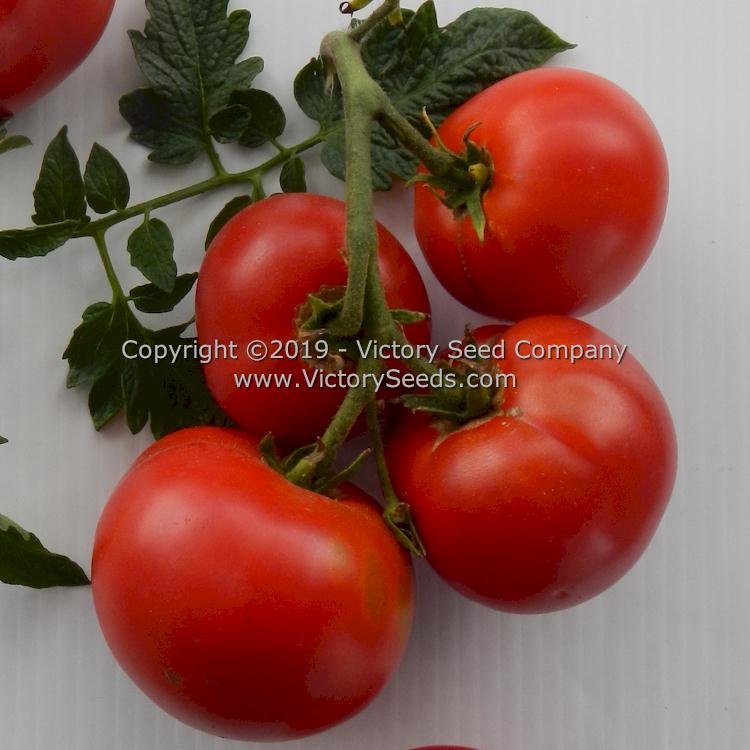 Atkinson Tomato Victory Seeds Victory Seed Company