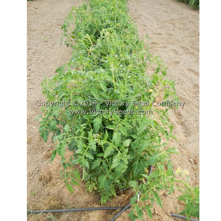 'Atkinson' tomato plants.