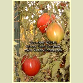 Australian Giant Oxheart Tomato