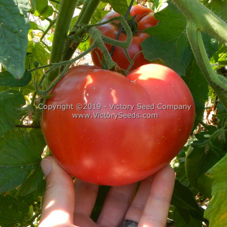 'A. Z. Cutler' tomato.