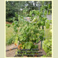 'Barossa Fest' tomato plant.