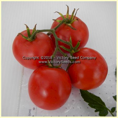 'Basrawya' tomatoes.