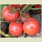 'Basrawya' tomatoes.
