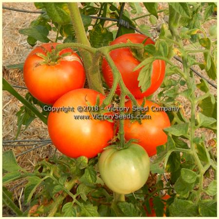 'Bay State' tomatoes.