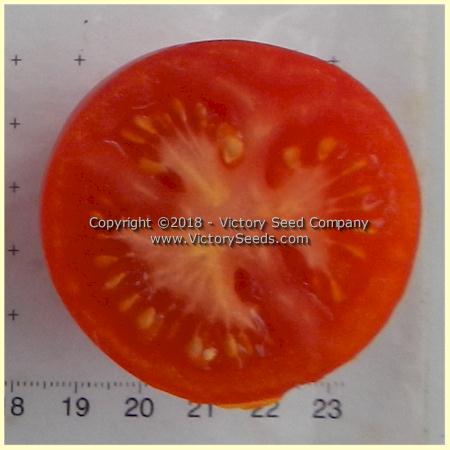 'Bay State' tomato slice.