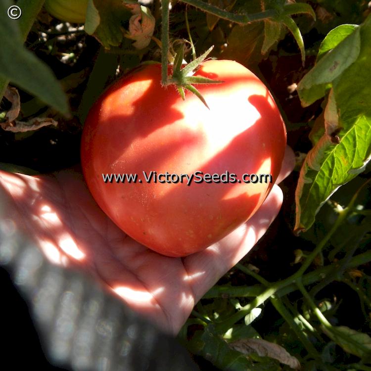 'Bell's German Pink' tomato.