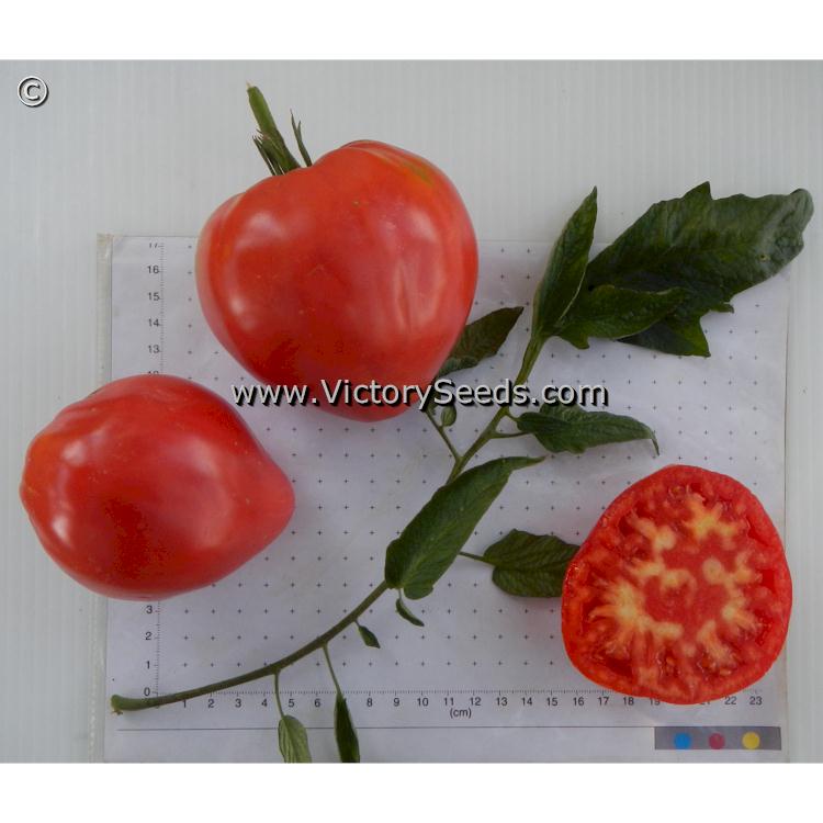 'Bethel Bounty' tomatoes.