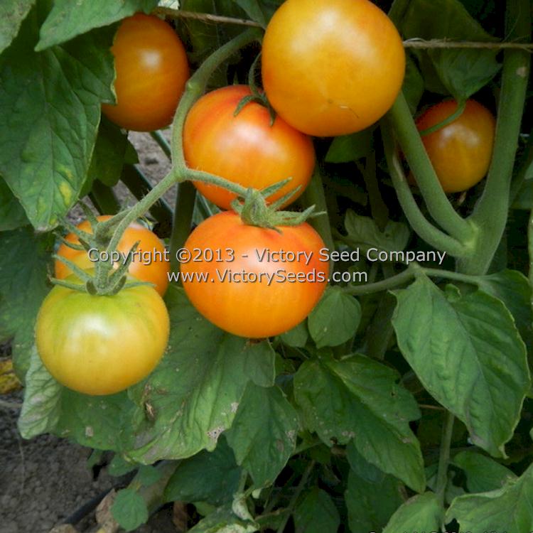 'Bi-color Cherry' tomatoes.