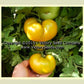 'Big Green Dwarf' tomatoes.