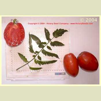 Bisignano #2 Tomato