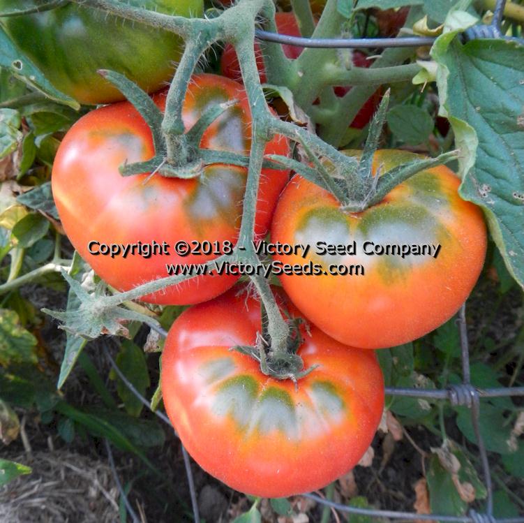 'Bison' tomatoes.