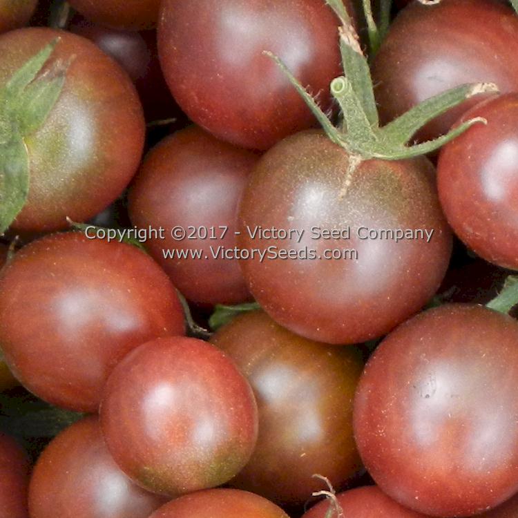 'Black Cherry' tomatoes.