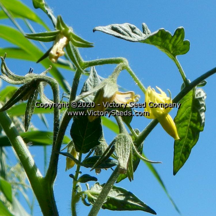 Blue's Bling Tomato - Victory Seeds® – Victory Seed Company