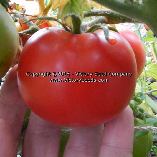 Bolgiano's Extremely Early 'I.X.L.' tomato.