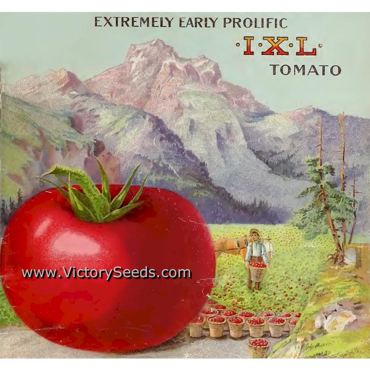 Bolgiano's Extremely Early 'I.X.L.' tomato from their 1909 seed catalog.