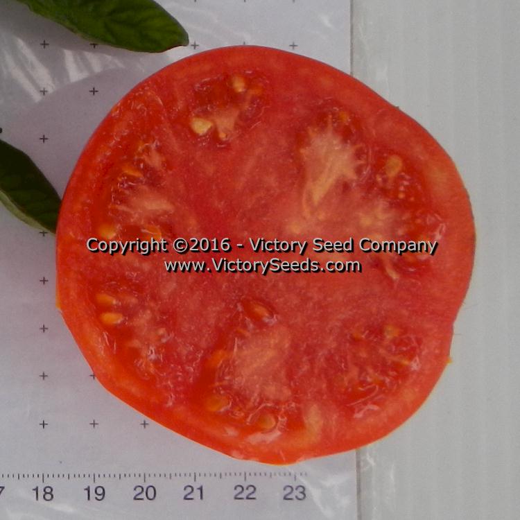 Bolgiano's Extremely Early 'I.X.L.' tomato slice.