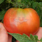Boronia Tomato