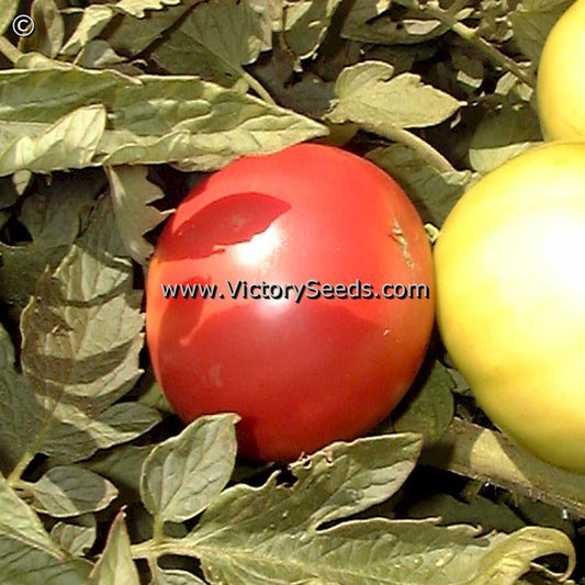 'Bradley' tomatoes.