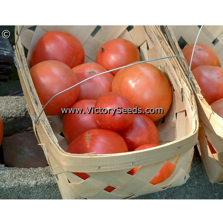 'Bradley' tomatoes ready for market. sent in by David Pendergrass of Tennessee.