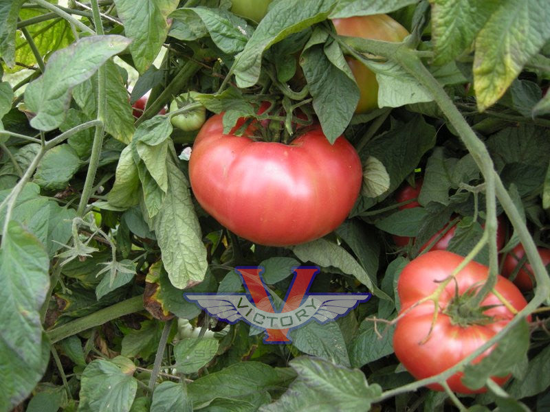 BRANDYWINE SUDDUTH'S STRAIN TOMATO SEEDS 50 Seeds – SEEDS FROM PLANTS