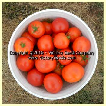 'Break o'Day' tomato harvest. As productive as many modern F1 hybrids.