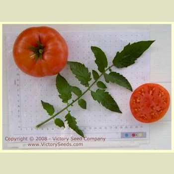 'Buckeye State' tomatoes.