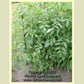 'Buckeye State' tomato plant.