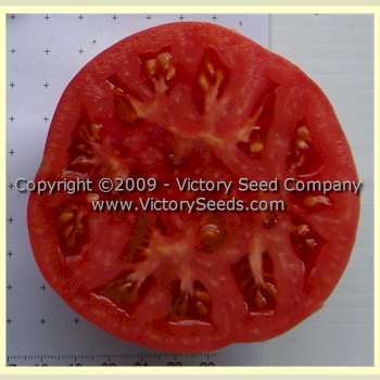 'Buckeye State' tomato slice.