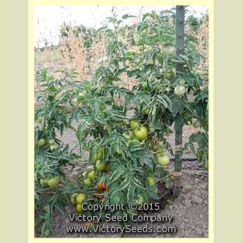'Bundaberg Rumball' tomato plant.