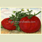 Burpee's 'Dwarf Giant' tomato from the 1909 Seed Annual.