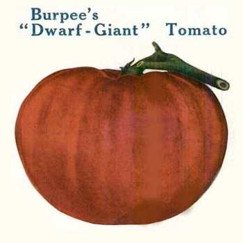 Burpee's 'Dwarf Giant' tomato from the 1909 Seed Annual.