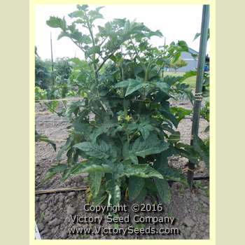 Burpee's 'Dwarf Giant' tomato plant.