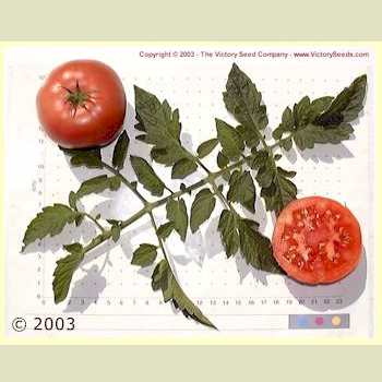 Burpee's 'Fordhook First' tomatoes.