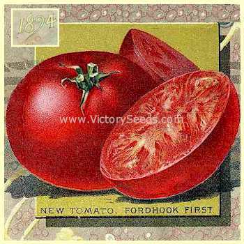Burpee's 'Fordhook First' tomato from 1894.