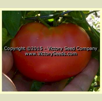 Burpee's 'Fordhook First' tomato.