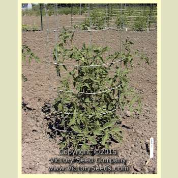 Burpee's 'Fordhook First' tomato plant.
