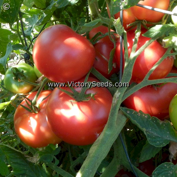 Burpee's 'Globe' tomatoes.