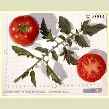'Burpee's Matchless' tomato.