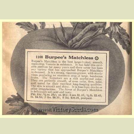 Burpee's Matchless tomato from the 1929 Seed Annual.