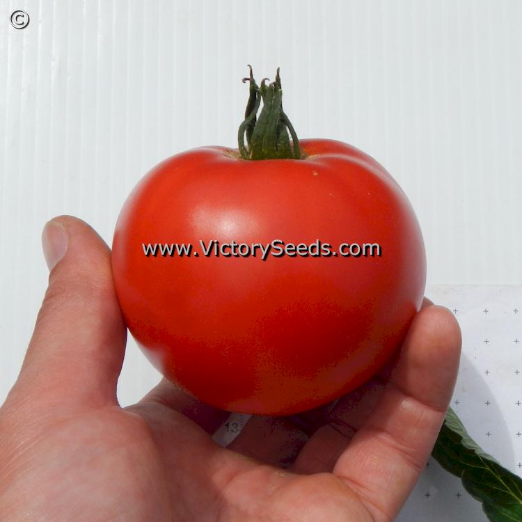 Burpee's 'Table Talk' tomato.