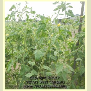 'Caitlin's Lucky Stripe' tomato plant.