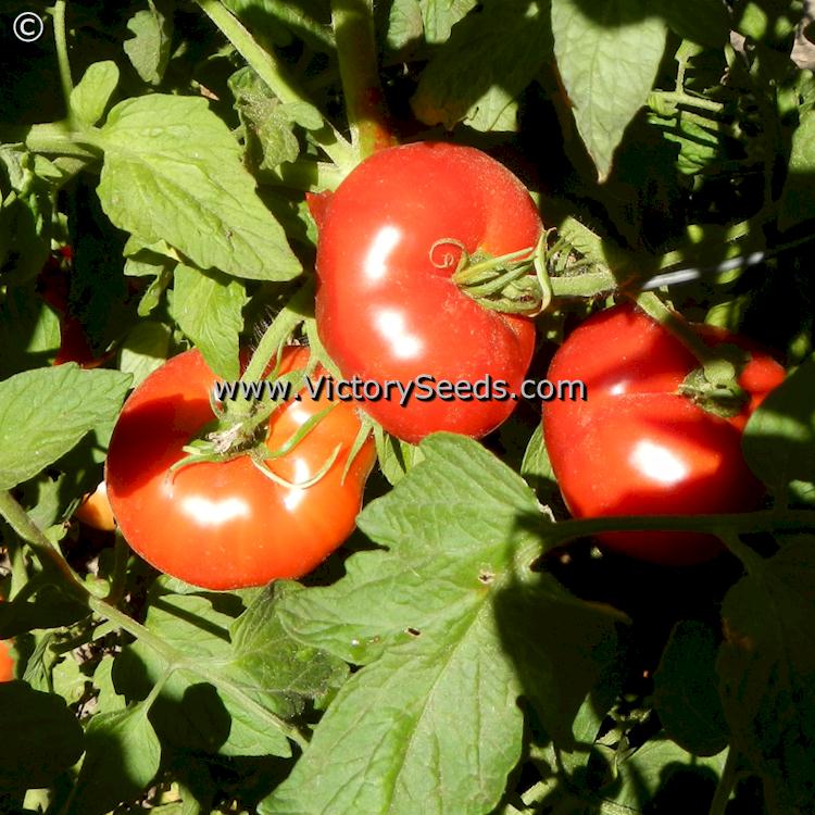 'Cal Ace' tomatoes.