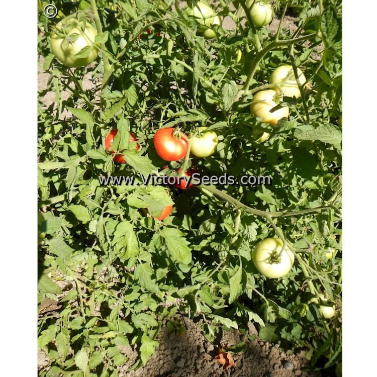 'Cal Ace' tomato plant.
